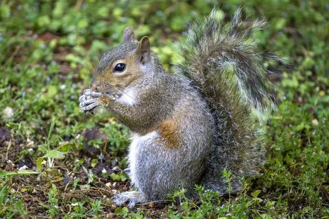 Squirrel Eating on the Lawn Stock Photos