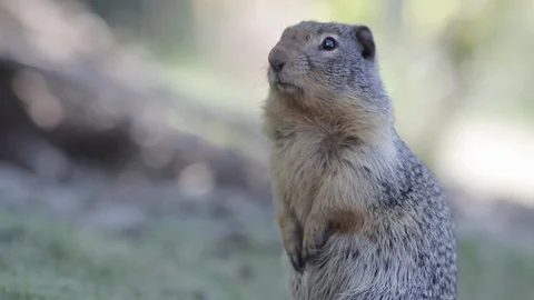 Squirrel eating in Manning Park Video stock 86470678