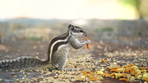 Squirrel eating a namkeen Video stock 258025635