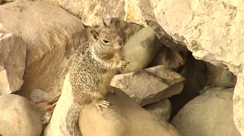 Squirrel eating near rocks Stock Footage 41382446
