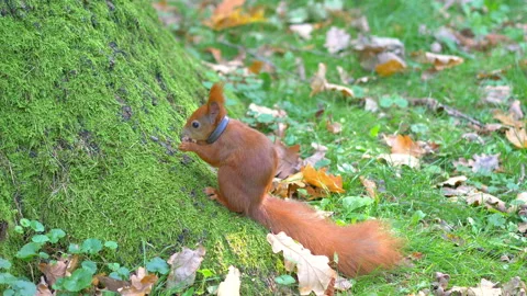 Squirrel eating a nut in 4k slow motion 60fps Vídeos de archivo 142670021