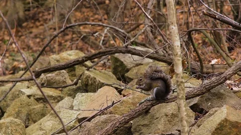 Squirrel eating nut and scratching head Stock Footage 72789861