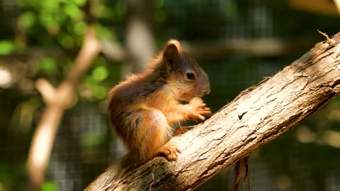 Squirrel eating a nut on a branch. Stock Footage 340898622