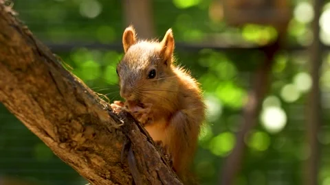 Squirrel eating a nut on a branch. Stock Footage 340898713