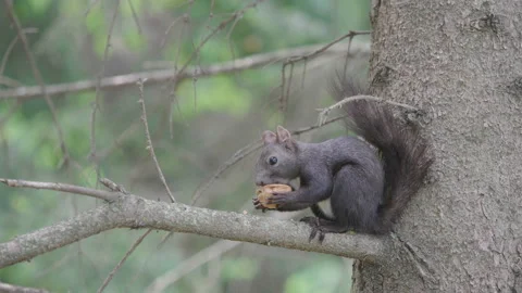 Squirrel eating a nut in branch tree, funny mammal run away, blur background Stock Footage 142028694