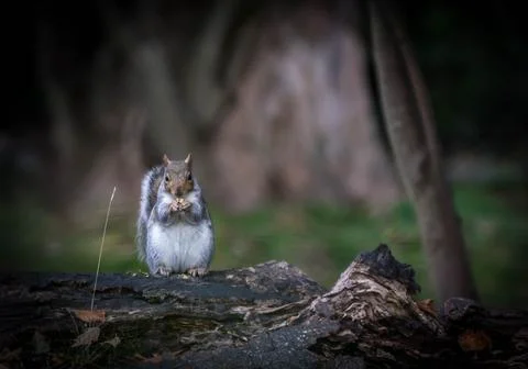 Squirrel Eating Nut on Broken Tree Trunk Stock Photos