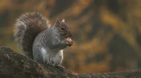 A squirrel eating a nut in central park during the fall Видео 59827985