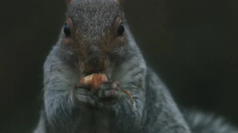 A squirrel eating a nut in central park during the fall Video stock 59828196