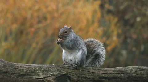 A squirrel eating a nut in central park during the fall Video stock 59828833