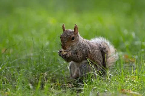 Squirrel eating nut in Central Park grass Foto stock