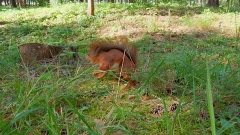 Squirrel eating nut in clearing of green forest Stock Footage 316272119