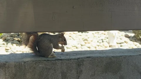 Squirrel eating a nut on a concrete wall 動画素材 335064428