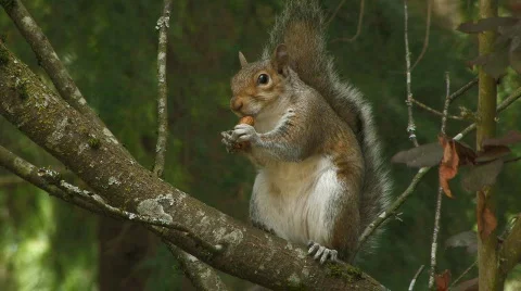 Squirrel eating a nut Stock Footage 147607