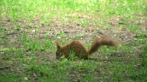 Squirrel eating a nut Видео 359289