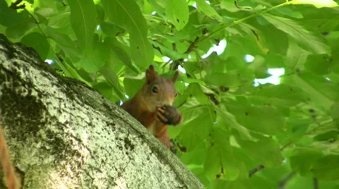 Squirrel eating a nut Видео 477498