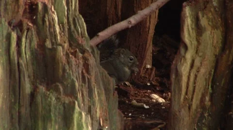 Squirrel eating a nut Stock Footage 8677798