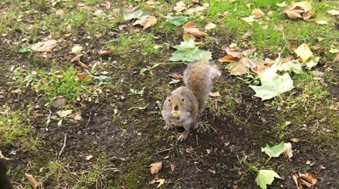 A Squirrel Eating A Nut Vídeo Stock 31772569
