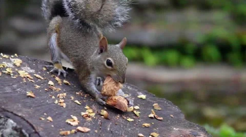 Squirrel Eating Nut 库存影片 47335048
