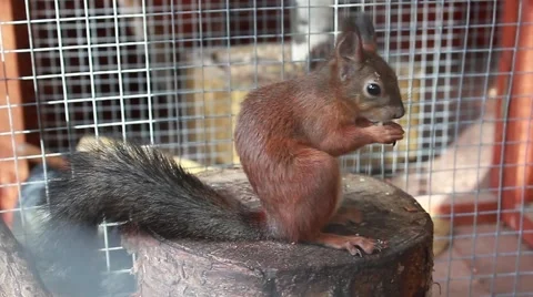 Squirrel eating a nut 動画素材 51244607