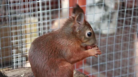 Squirrel eating a nut 動画素材 51247084