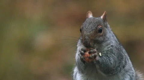 Squirrel eating a nut Видео 59822583