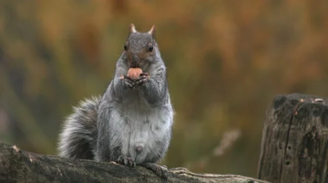 Squirrel eating a nut Stock-Footage 59826239
