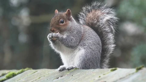 SQUIRREL EATING NUT Stock Footage 73931137