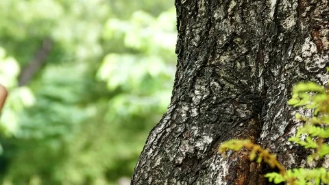 Squirrel eating nut Stock Footage 74880646