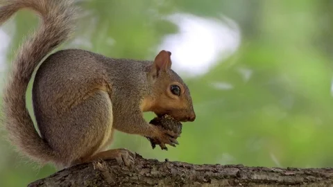 Squirrel Eating Nut Stock Footage 78714391