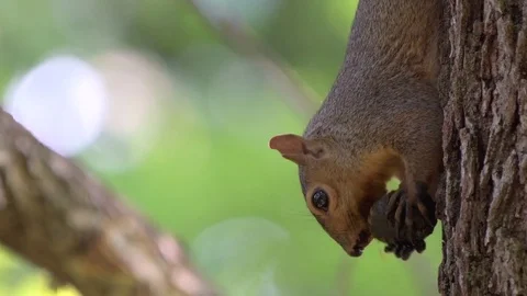 Squirrel Eating Nut Stock Footage 78714997