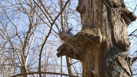Squirrel eating a nut Stock Footage 91112541