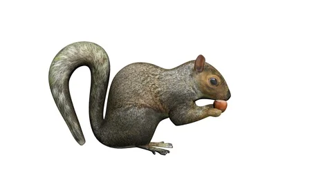 Squirrel eating nut Stock Footage 96690978