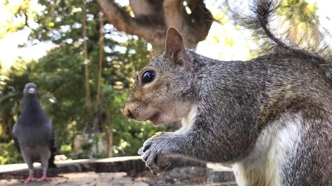 Squirrel eating a nut Video stock 99924483