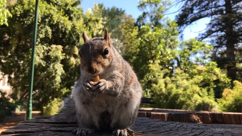 Squirrel eating a nut Video stock 99924692