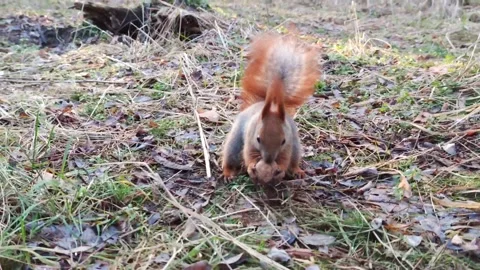Squirrel eating a nut Stock Footage 146447955