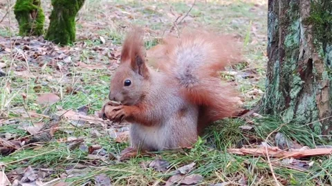 Squirrel eating a nut Stock Footage 146460101