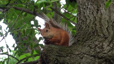 Squirrel Eating Nut. Video stock 156258840