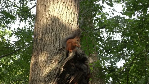Squirrel Eating Nut. Video stock 158551618