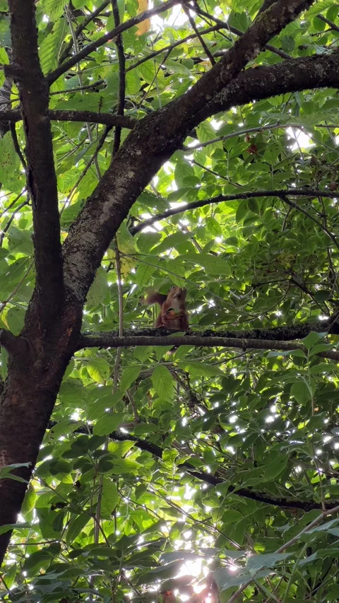 Squirrel Eating Nut Stock Footage 315658993