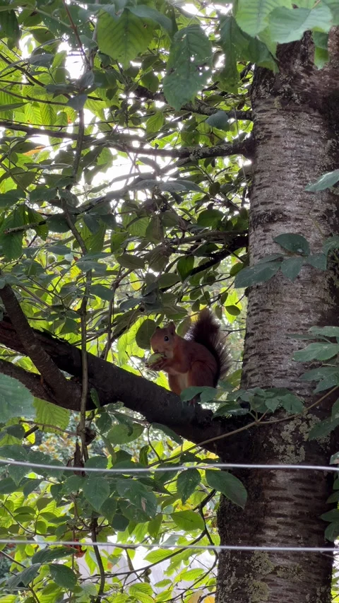 Squirrel Eating Nut Stock Footage 315659000
