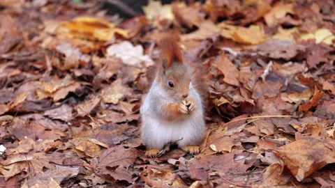 A squirrel is eating a nut 库存影片 320178231