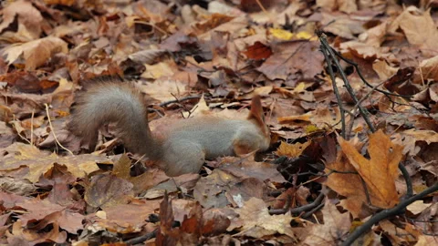 A squirrel is eating a nut Stock Footage 320178575