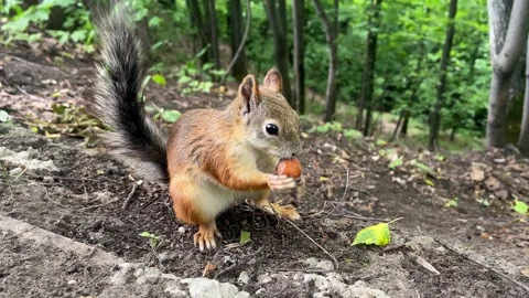 Squirrel eating nut in the forest Stock Footage 251472848