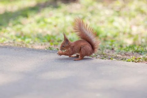 Squirrel eating nut in the forest Stock Photos
