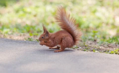 Squirrel eating nut in the forest Stock Photos