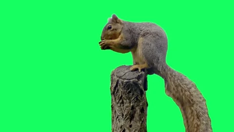 Squirrel Eating Nut on Green Screen Stock Footage 327752666