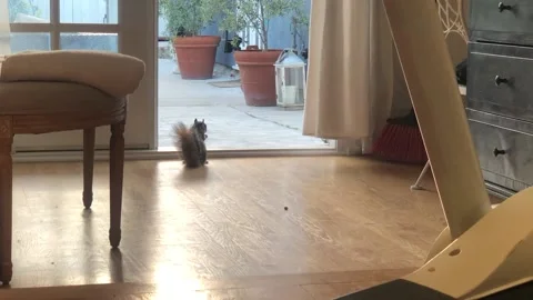 Squirrel Eating nut in house gets chased by dog Stock Footage 130292410