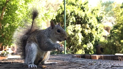 Squirrel eating a nut jumping away Video stock 99549947