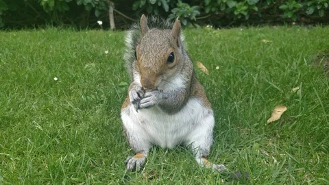 Squirrel eating nut in London Stock Footage 111838524