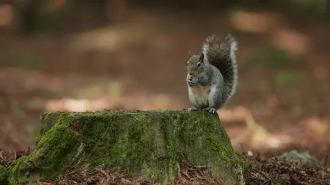 Squirrel Eating a Nut on a Mossy Tree Stump in a Giant Redwood Forest 库存影片 331108441